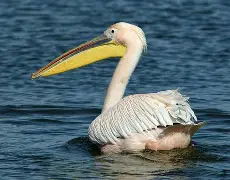 华体会登录入口-focus什么意思